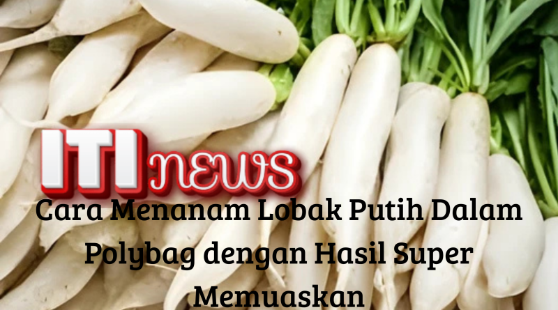 "Cara menanam lobak putih dalam polybag di rumah dengan mudah"